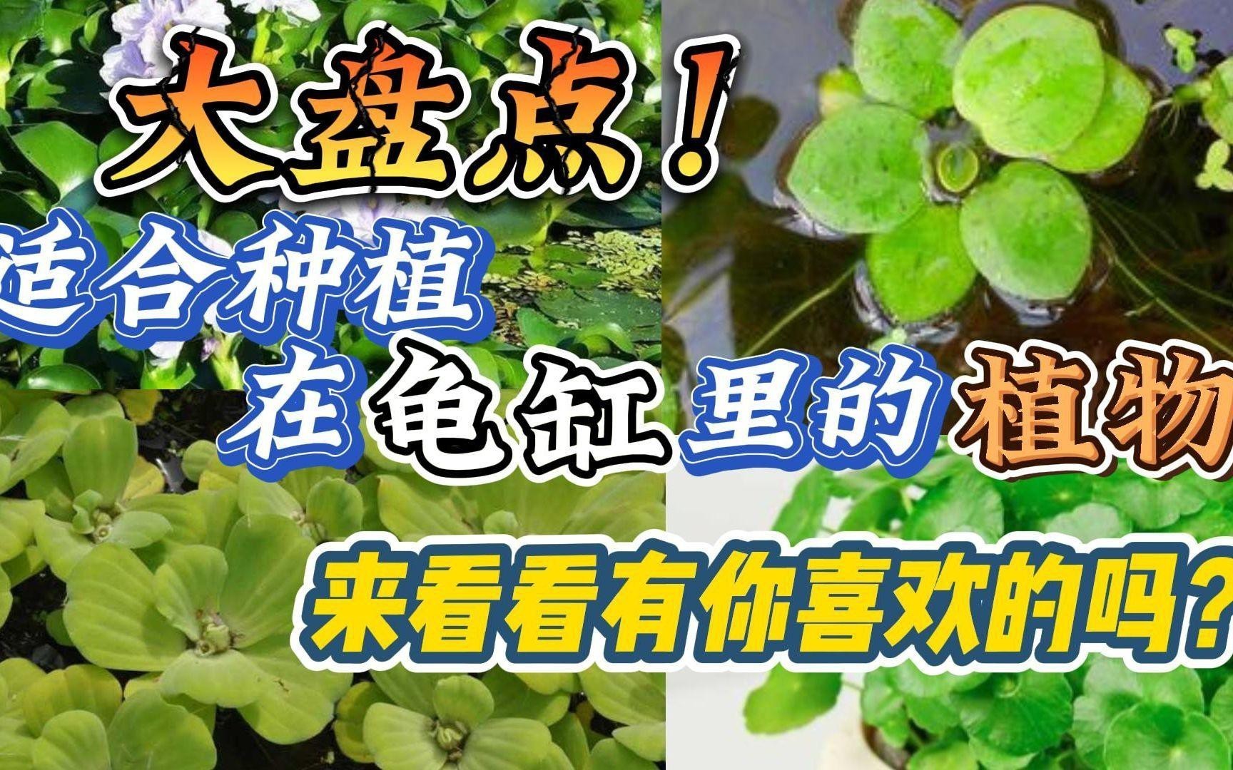 哪些植物適合與假龍龜混養？，適合與假龍龜混養的植物