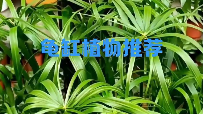 哪些植物適合與假龍龜混養？，適合與假龍龜混養的植物