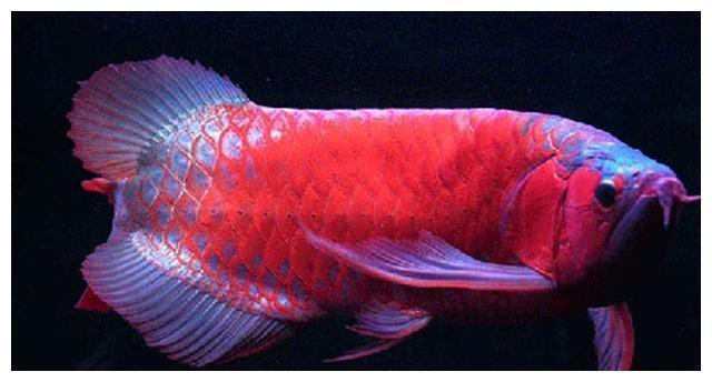 哪種龍魚粉色最稀有？，觀賞魚世界