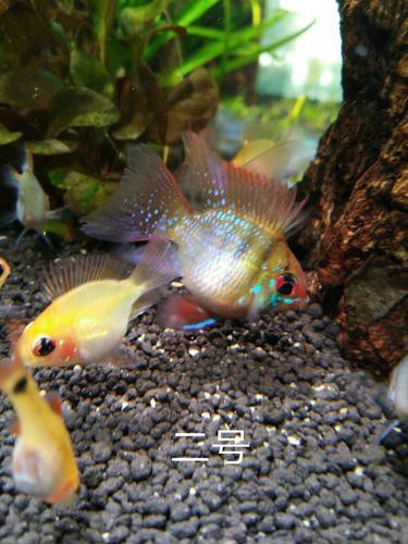 鳳凰球魚公母對照圖，鳳凰球魚的公母區分