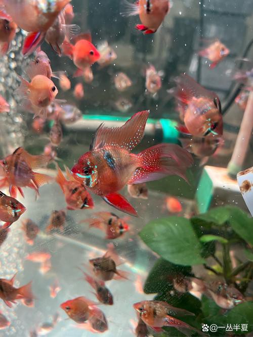 鳳凰球魚公母對照圖，鳳凰球魚的公母區分