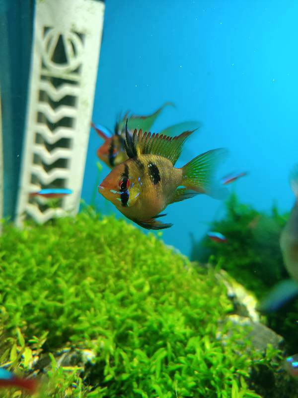 鳳凰球魚公母對照圖，鳳凰球魚的公母區分