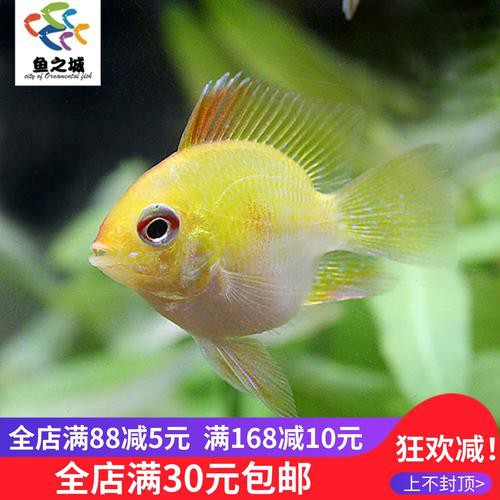 鳳凰球魚公母對照圖，鳳凰球魚的公母區分