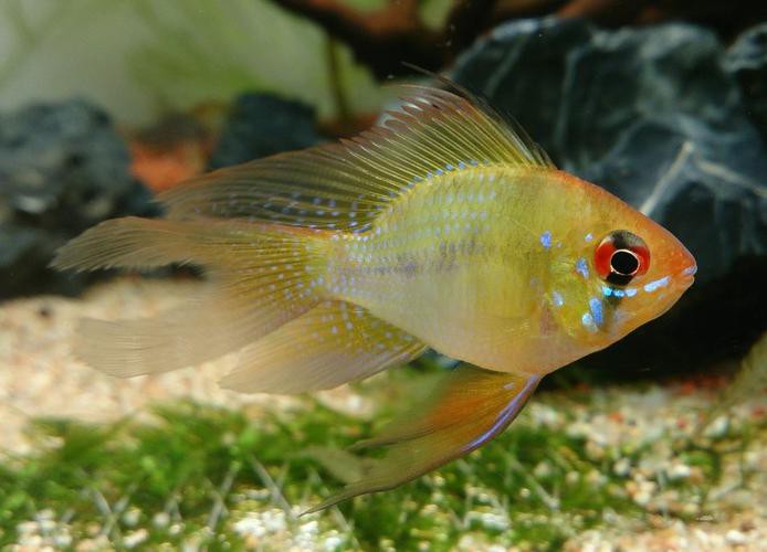 鳳凰球魚公母對照圖，鳳凰球魚的公母區分