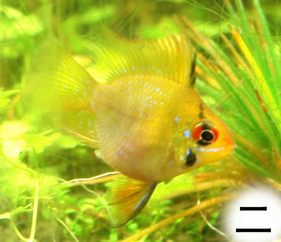 鳳凰球魚公母對照圖，鳳凰球魚的公母區分