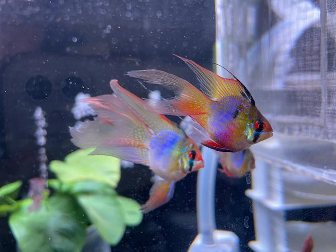 鳳凰球魚公母對照圖，鳳凰球魚的公母區分