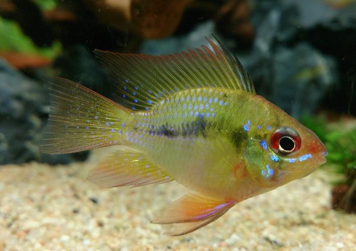 鳳凰球魚公母對照圖，鳳凰球魚的公母區分