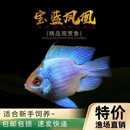 鳳凰球魚公母對照圖，鳳凰球魚的公母區分