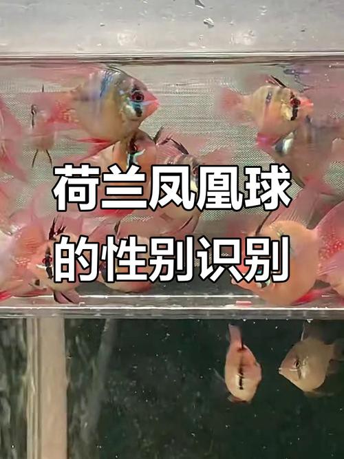 鳳凰球魚公母對照圖，鳳凰球魚的公母區分