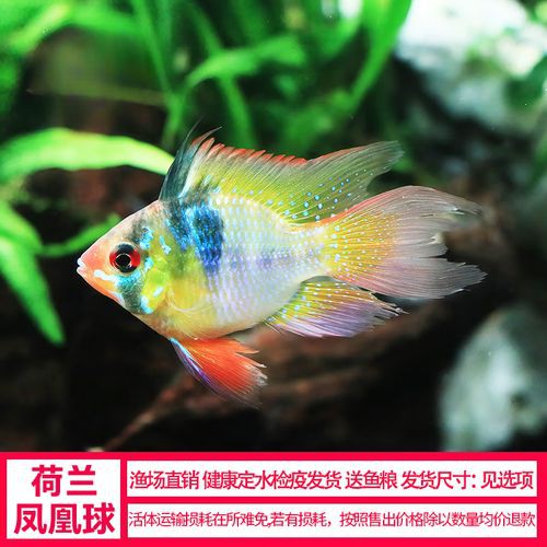 鳳凰球魚公母對照圖，鳳凰球魚的公母區分