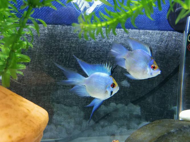 鳳凰球魚公母對照圖，鳳凰球魚的公母區分