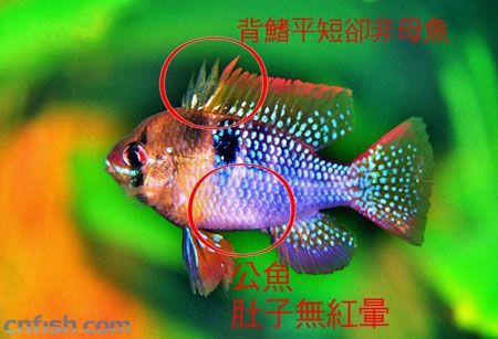 鳳凰球魚公母對照圖，鳳凰球魚的公母區分