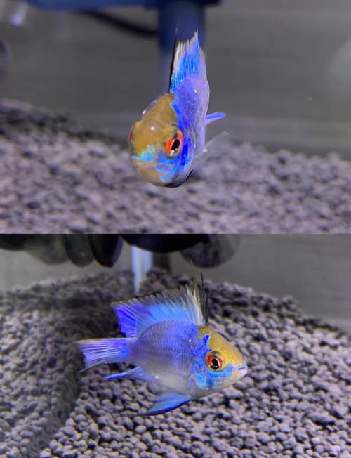 鳳凰球魚公母對照圖，鳳凰球魚的公母區分