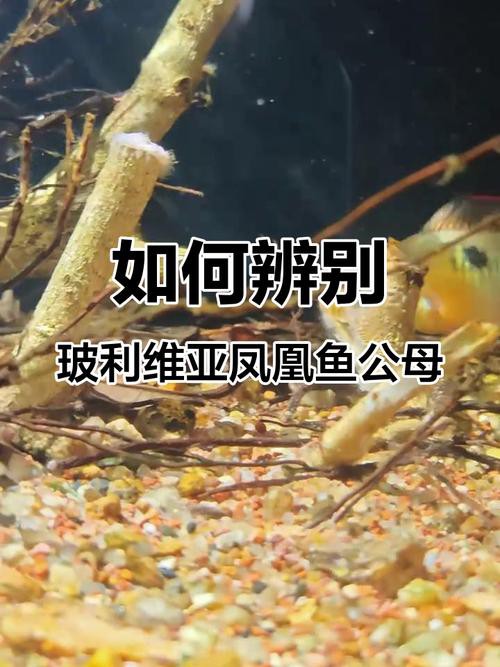 鳳凰球魚公母對照圖，鳳凰球魚的公母區分