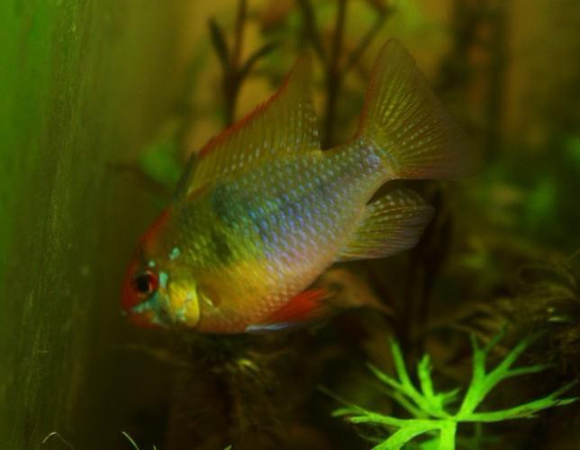 鳳凰球魚公母對照圖，鳳凰球魚的公母區分