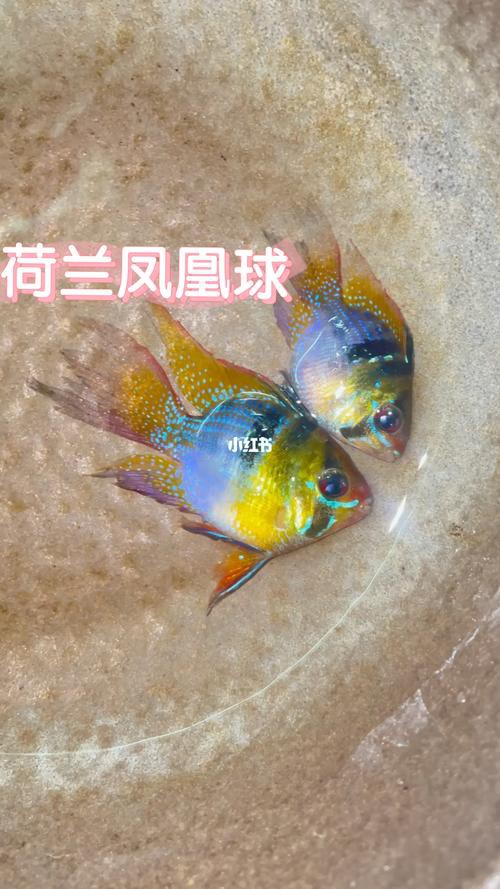 鳳凰球魚公母對照圖，鳳凰球魚的公母區分