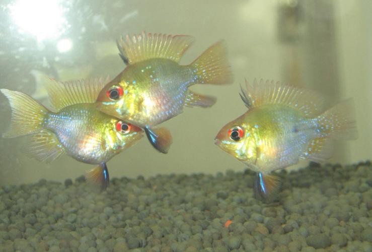 鳳凰球魚公母對照圖，鳳凰球魚的公母區分