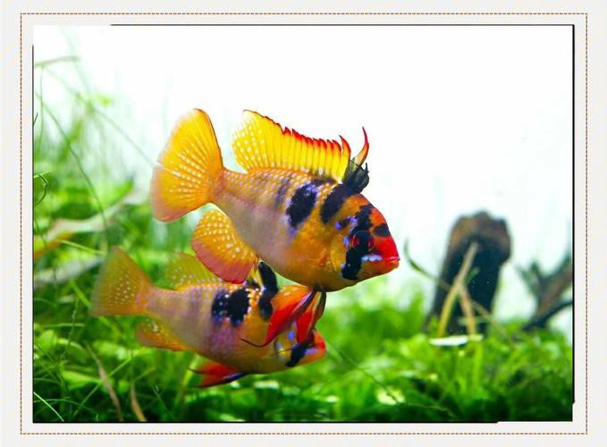 鳳凰球魚公母對照圖，鳳凰球魚的公母區分
