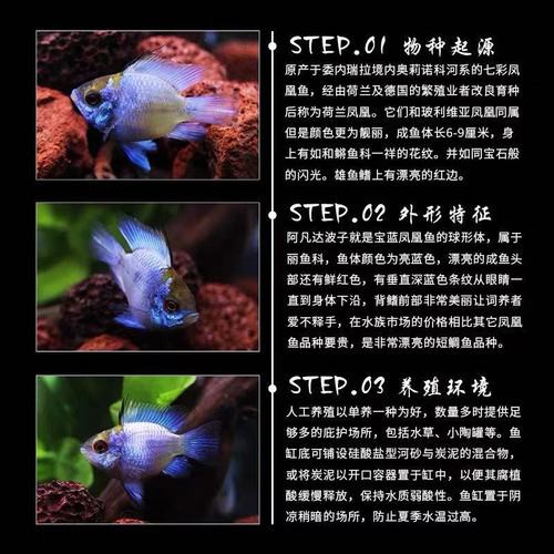 鳳凰球魚公母對照圖，鳳凰球魚的公母區分