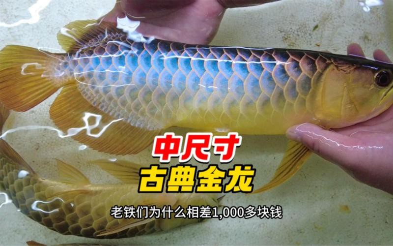 如何判斷古典龍魚的品相？，嗶哩嗶哩,如何區分金龍魚