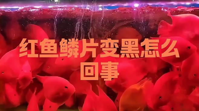 如何判斷紅龍魚鱗片發黑的原因？，紅龍魚鱗片發黑是什么原因