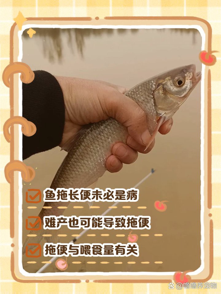 如何預(yù)防龍魚再次拖便？，《如何預(yù)防龍魚再次拖便》龍魚拖便的原因與治療方法詳解 如何預(yù)防龍魚再次拖便？，《如何預(yù)防龍魚再次拖便》龍魚拖便的原因與治療方法詳解 龍魚百科 第1張
