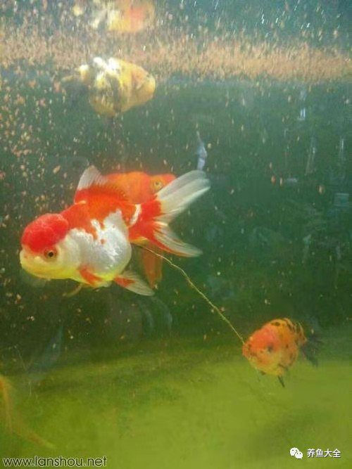 如何預(yù)防龍魚再次拖便？，《如何預(yù)防龍魚再次拖便》龍魚拖便的原因與治療方法詳解 如何預(yù)防龍魚再次拖便？，《如何預(yù)防龍魚再次拖便》龍魚拖便的原因與治療方法詳解 龍魚百科 第2張