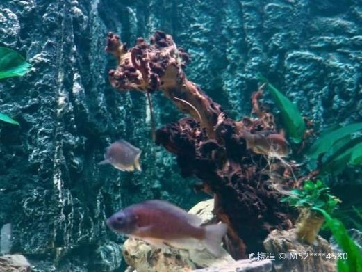 溧陽水族店，溧陽天目湖常青水族器材經營部位于天目湖鎮茶亭村汕頭村64號