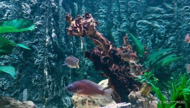 溧陽水族店，溧陽天目湖常青水族器材經(jīng)營(yíng)部位于天目湖鎮(zhèn)茶亭村汕頭村64號(hào)