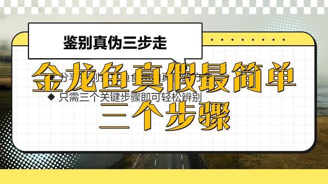 如何辨別藍底金龍魚的真偽？，如何區分藍底金龍魚的真偽