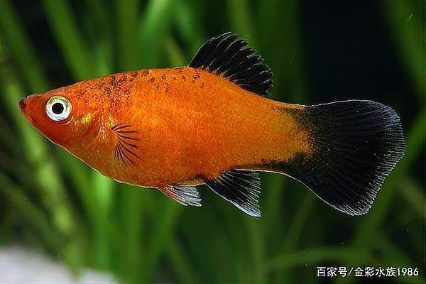 瑪麗魚和月光魚的區別，月光魚和瑪麗魚是一種魚嗎proontario養魚須知