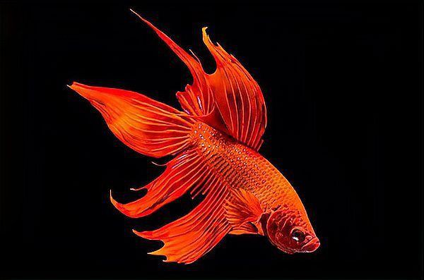 瑪麗魚和月光魚的區別，月光魚和瑪麗魚是一種魚嗎proontario養魚須知