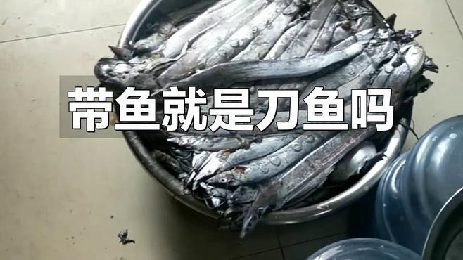 刀魚跟帶魚是一種魚么，刀魚與帶魚是一種魚嗎