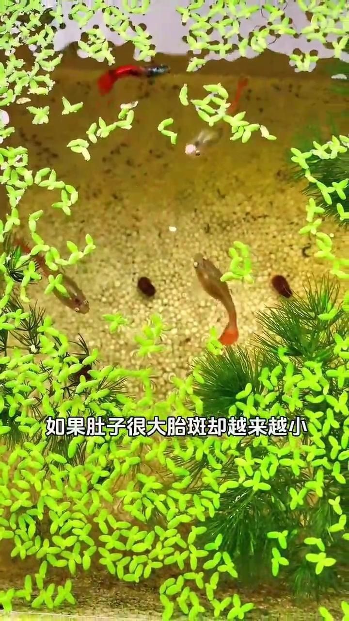 孔雀魚肚子大是什么原因，孔雀魚肚子大了很久就是不生 孔雀魚肚子大是什么原因，孔雀魚肚子大了很久就是不生 龍魚百科 第5張