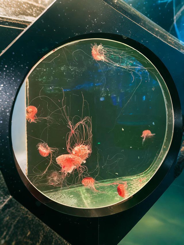 淮安水族店，淮安有哪些水族店推薦？