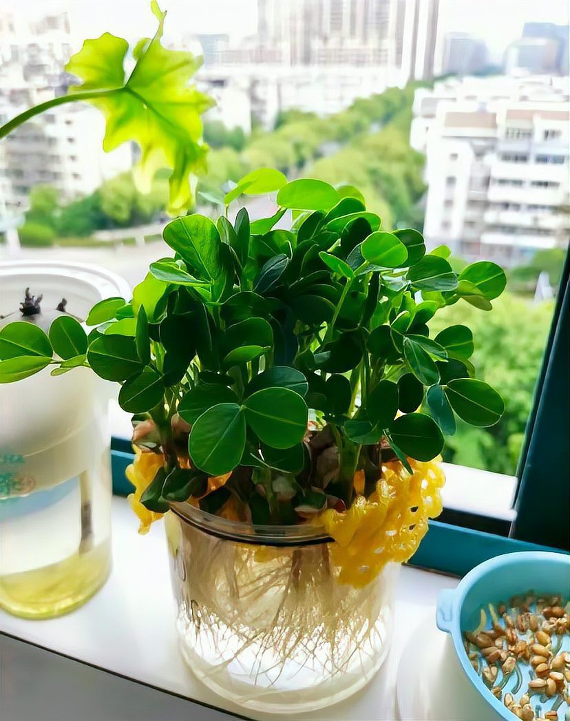 全國(guó)十大水培花卉基地，全國(guó)十大水培花卉基地巡禮