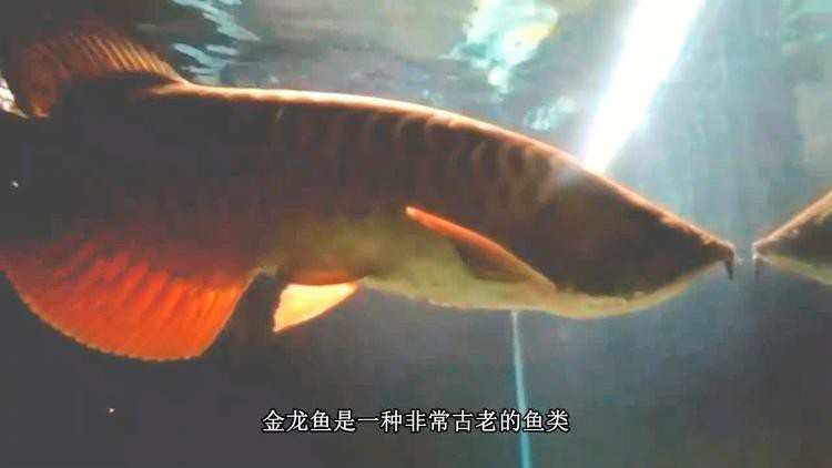 林甸龍魚店，林甸縣鑫藝水族館