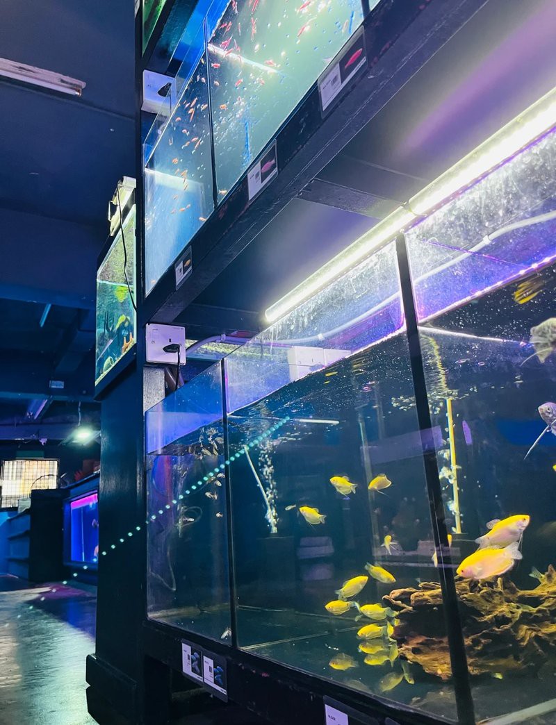 吉隆水族店，吉隆坡水族館探店記:值得一去嗎如初久不知夢吉隆坡水族館探店記