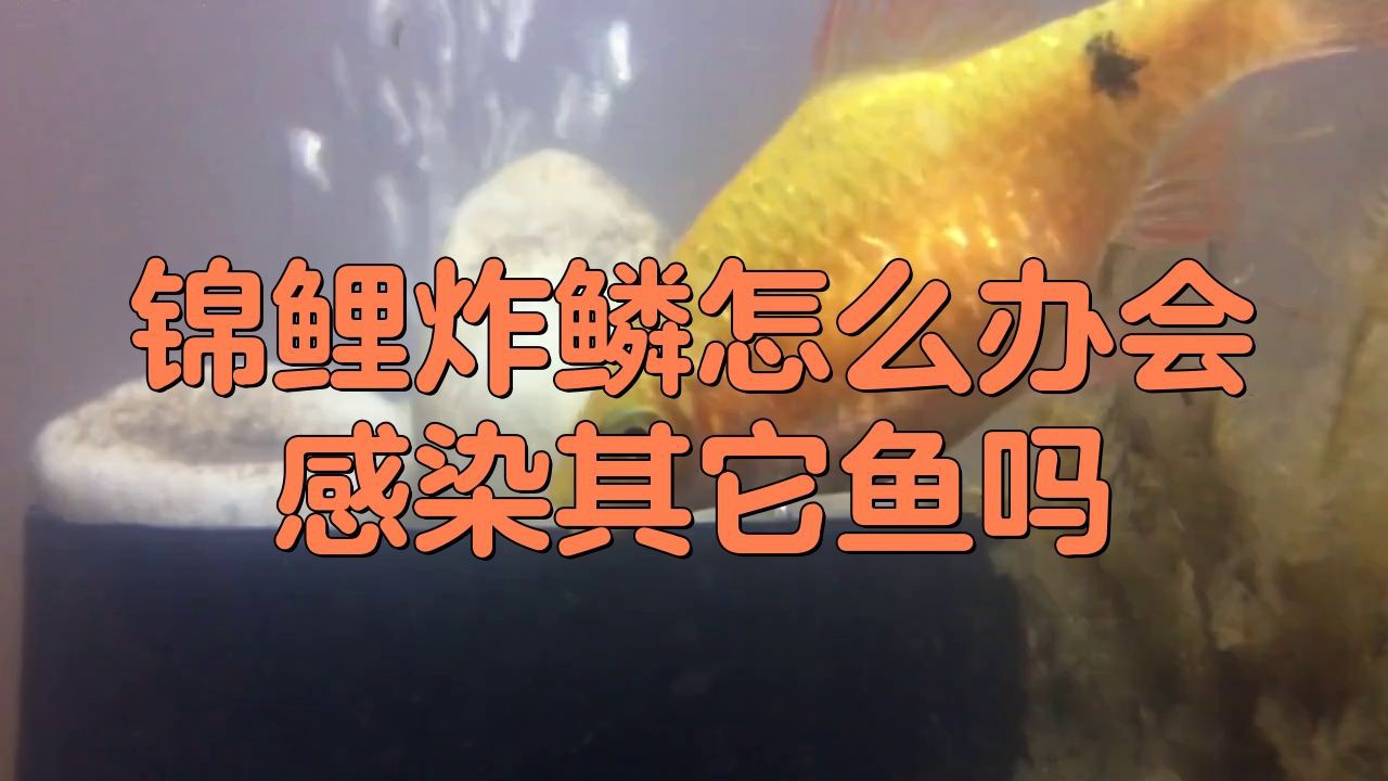 炸鱗會(huì)傳染給其他魚(yú)嗎？，炸鱗病是魚(yú)圈中最惡心的魚(yú)病嗶哩嗶哩嗶哩嗶哩錦鯉炸鱗怎么辦