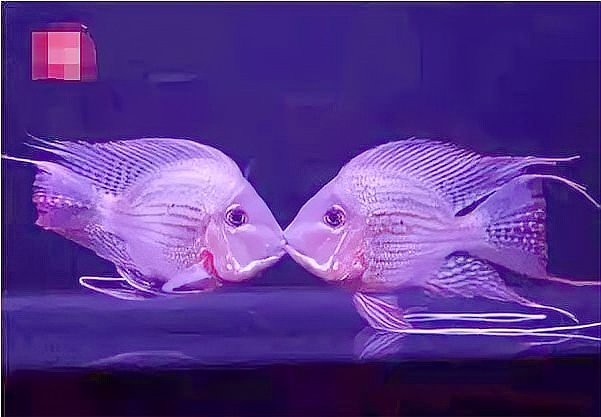 鳳凰元寶魚圖片，“鳳凰元寶魚圖片” 鳳凰元寶魚圖片，“鳳凰元寶魚圖片” 龍魚論壇 第25張