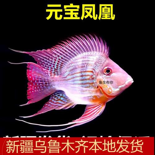 鳳凰元寶魚圖片，“鳳凰元寶魚圖片” 鳳凰元寶魚圖片，“鳳凰元寶魚圖片” 龍魚論壇 第10張