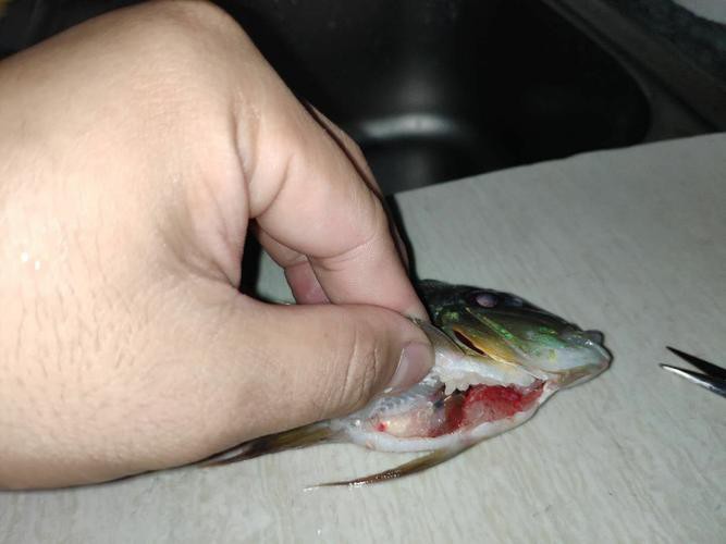 鳳凰元寶魚圖片，“鳳凰元寶魚圖片” 鳳凰元寶魚圖片，“鳳凰元寶魚圖片” 龍魚論壇 第9張