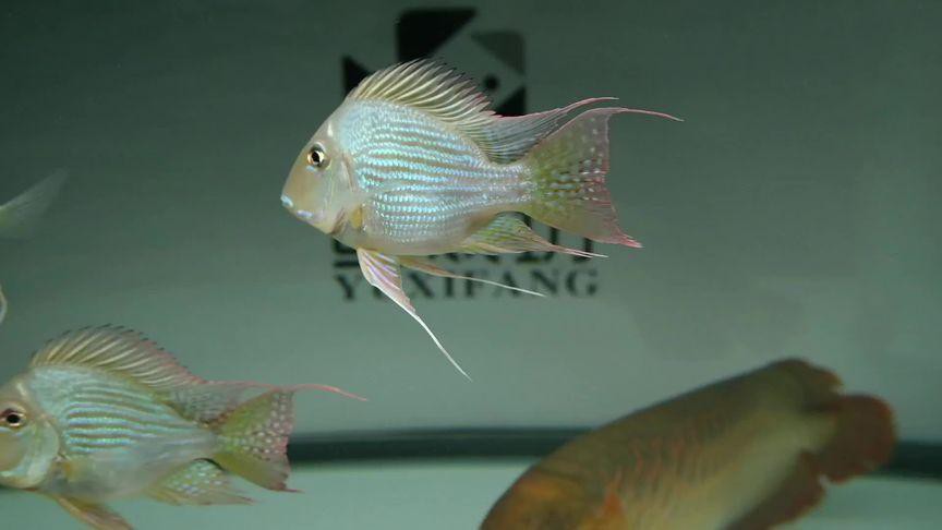 鳳凰元寶魚圖片，“鳳凰元寶魚圖片” 鳳凰元寶魚圖片，“鳳凰元寶魚圖片” 龍魚論壇 第16張