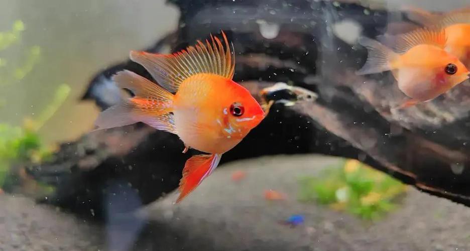 鳳凰元寶魚圖片，“鳳凰元寶魚圖片” 鳳凰元寶魚圖片，“鳳凰元寶魚圖片” 龍魚論壇 第13張