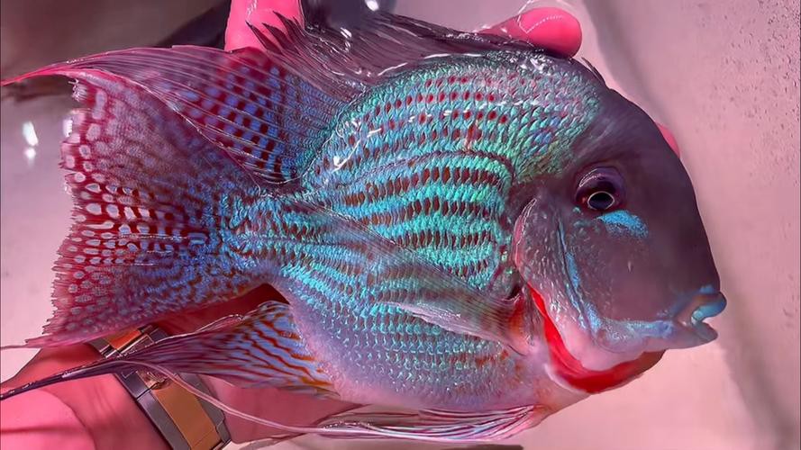 鳳凰元寶魚圖片，“鳳凰元寶魚圖片” 鳳凰元寶魚圖片，“鳳凰元寶魚圖片” 龍魚論壇 第4張