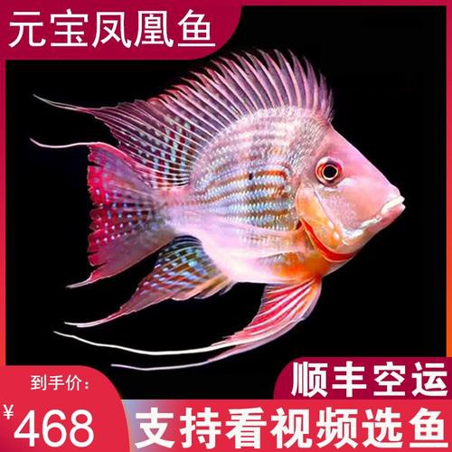 鳳凰元寶魚圖片，“鳳凰元寶魚圖片” 鳳凰元寶魚圖片，“鳳凰元寶魚圖片” 龍魚論壇 第11張