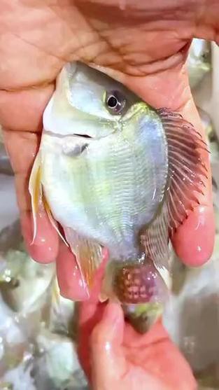 鳳凰元寶魚圖片，“鳳凰元寶魚圖片” 鳳凰元寶魚圖片，“鳳凰元寶魚圖片” 龍魚論壇 第18張