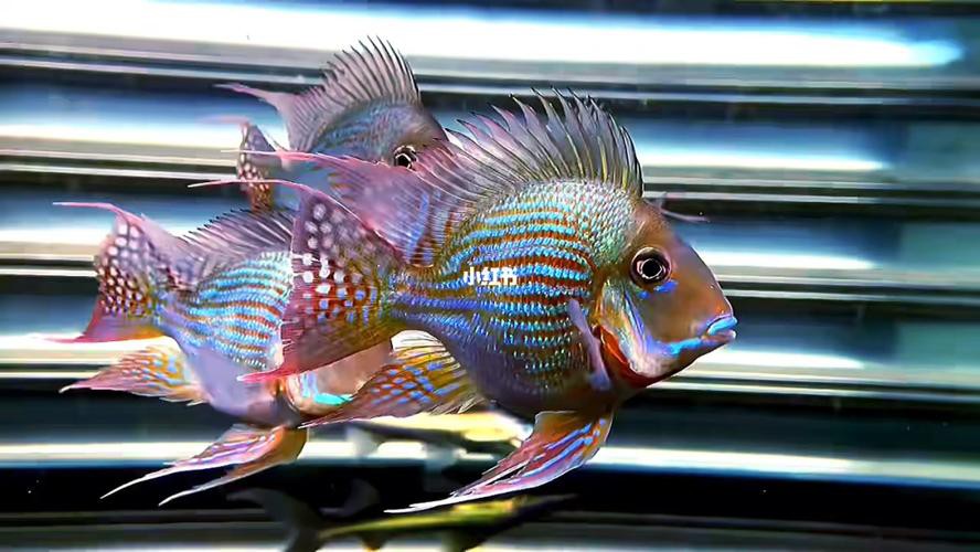 鳳凰元寶魚圖片，“鳳凰元寶魚圖片” 鳳凰元寶魚圖片，“鳳凰元寶魚圖片” 龍魚論壇 第24張