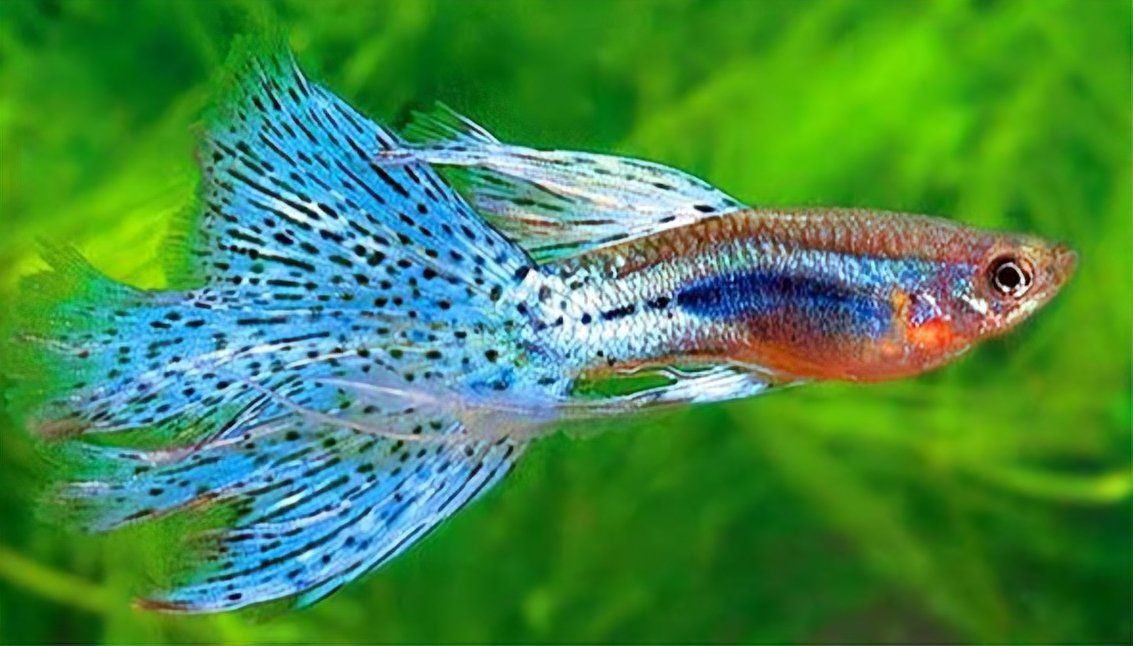 孔雀魚夜間需要喂食嗎？，孔雀魚多久喂一次飼料合適