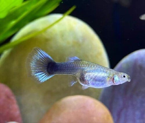 孔雀魚夜間需要喂食嗎？，孔雀魚多久喂一次飼料合適